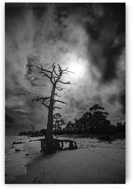 Bald Point Lone Tree by Dream World Images