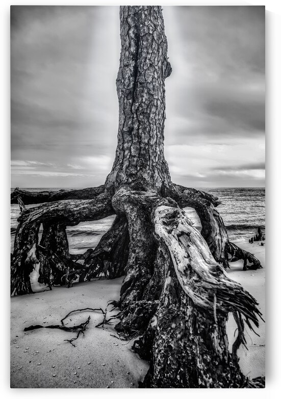 Rooted in Sand by Dream World Images