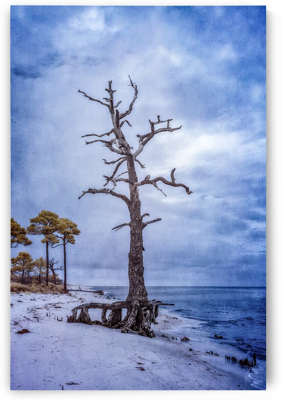 Blue Bald Point Lone Tree by Dream World Images