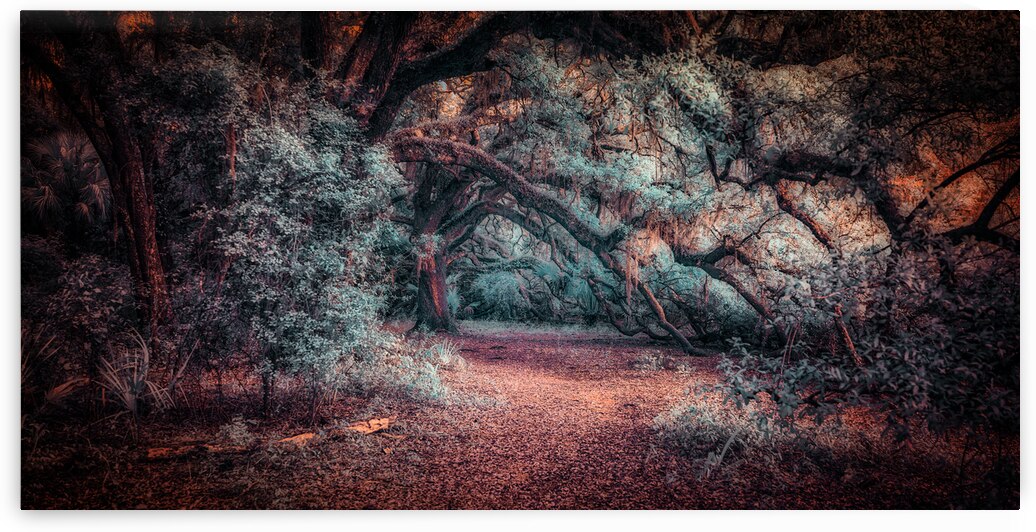 Solitary Trails: Oak Hangover by Dream World Images