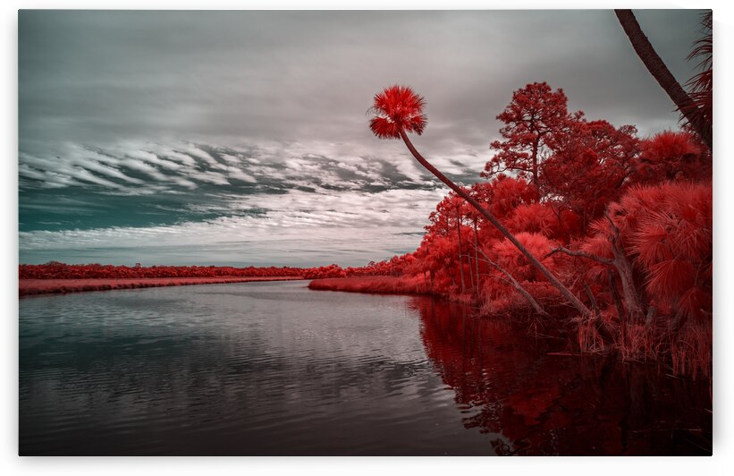 Exploring Bulow Plantation: A Romantic Stroll Reveals a Crimson-Hued Palm Oasis by Dream World Images