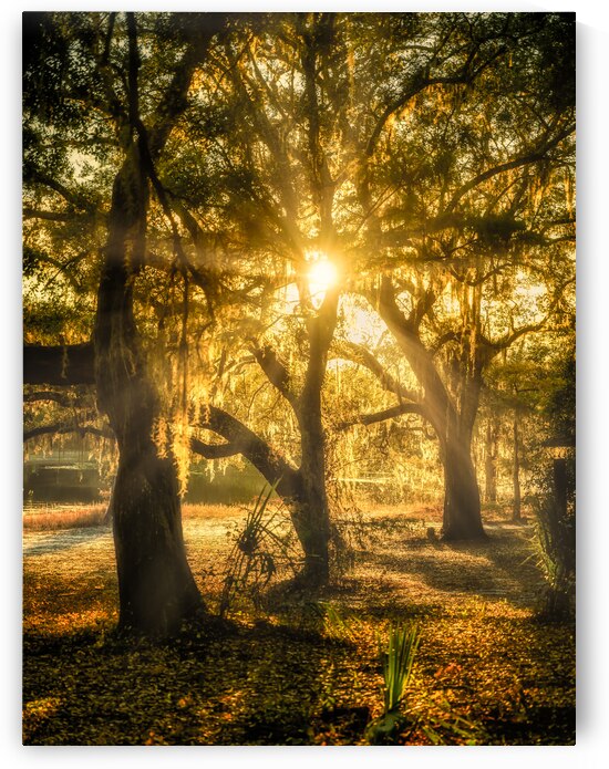 Golden Oak Light by Dream World Images