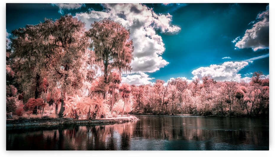 Fantastical Foliage: Silver Springs State Park by Dream World Images
