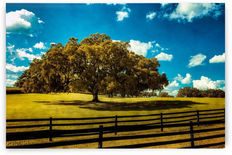 Majestic Oak: Exploring Ocalas Enchanting Back Roads by Dream World Images