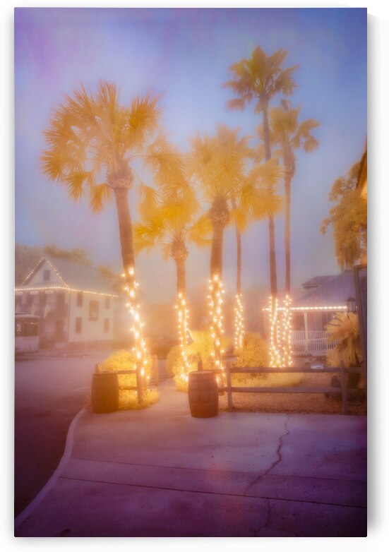 Enchanting Saint Augustine: Palm Trees Aglow with Christmas Magic by Dream World Images