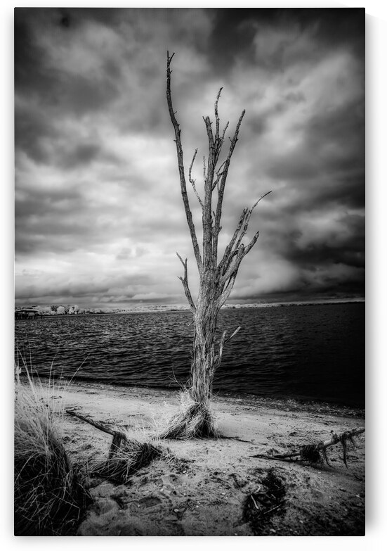 Riverside Resilience: Patuxent Rivers Weathered Tree in Black and White Infrare by Dream World Images