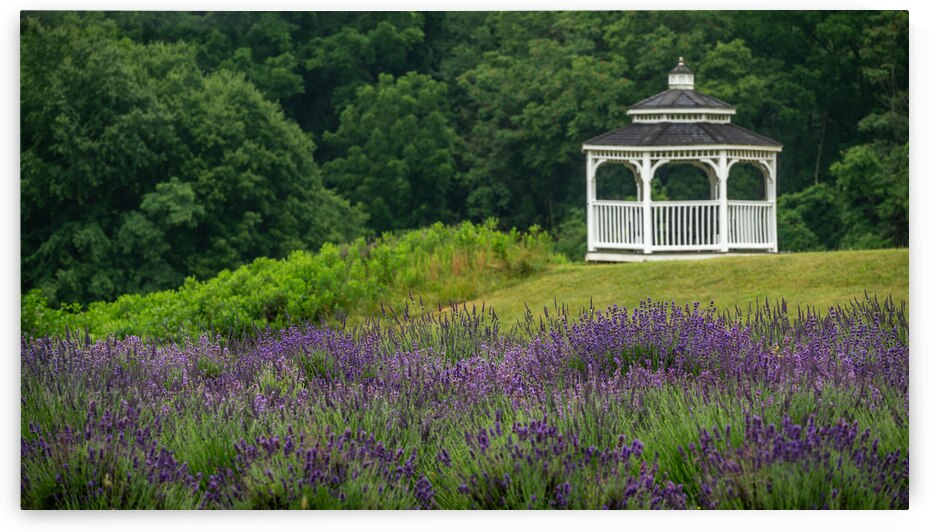 Lavender Gazebo by Dream World Images