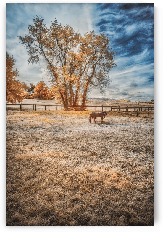 Surreal Pastures: Maryland Horses by Dream World Images