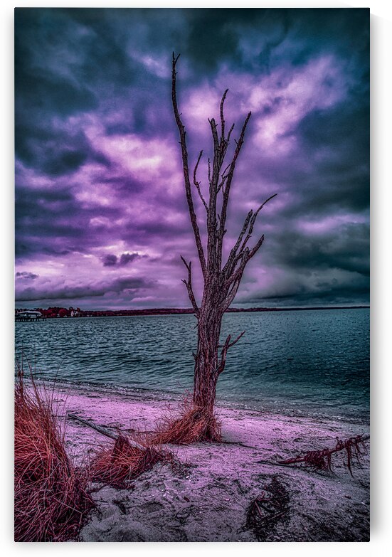 Mystical Resilience: Patuxent Rivers Purple Infrared Tree in a Storm by Dream World Images