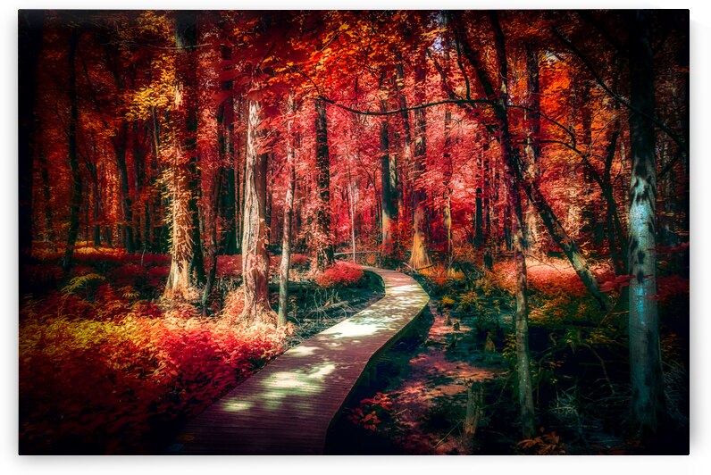 Red Swamp Walk by Dream World Images