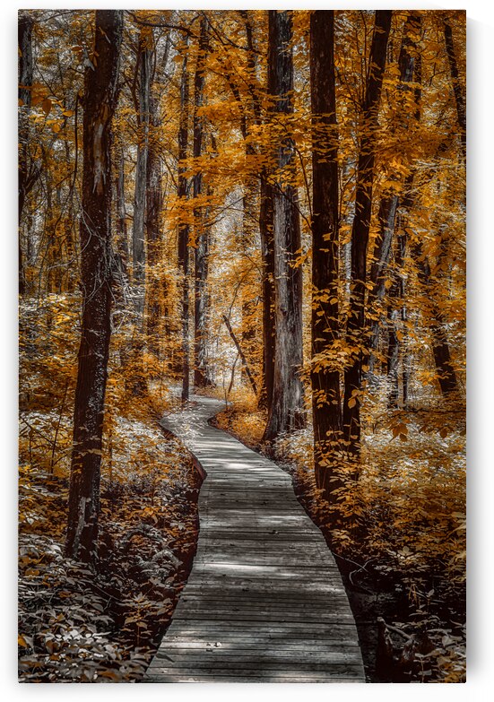 Golden Swamp Walk by Dream World Images