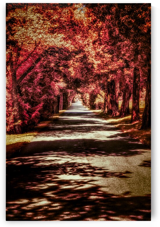 Autumn Roadway by Dream World Images
