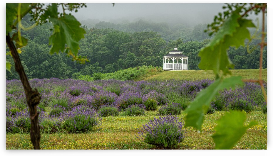 Thru the Vine by Dream World Images