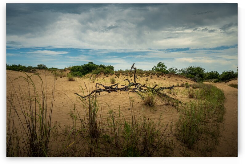 Jockey Ridge - 1 by Dream World Images