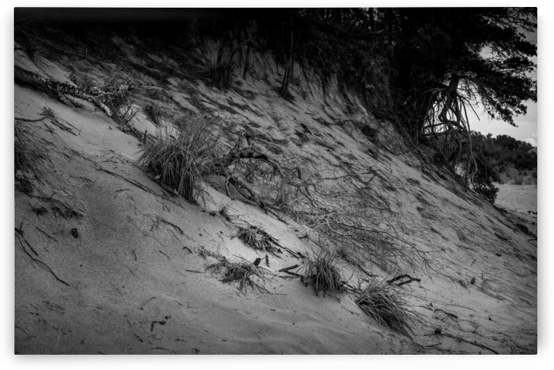 Dune Grass by Dream World Images