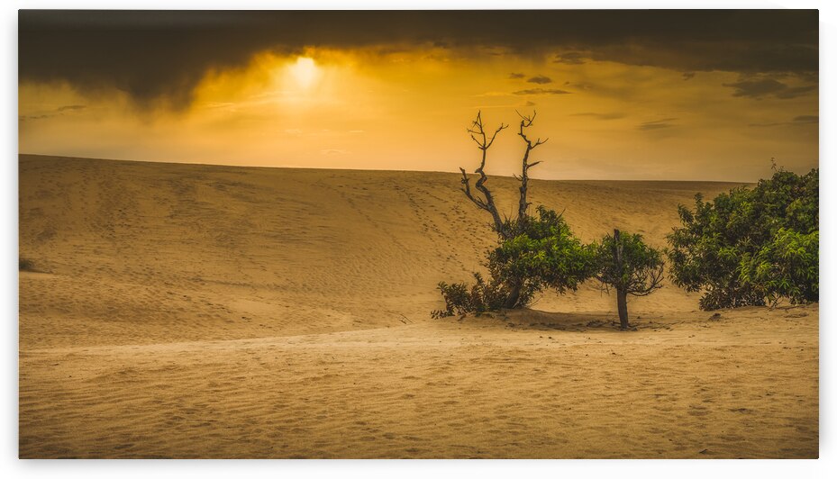 Dunes of Change: Jockey Ridge Sunset by Dream World Images