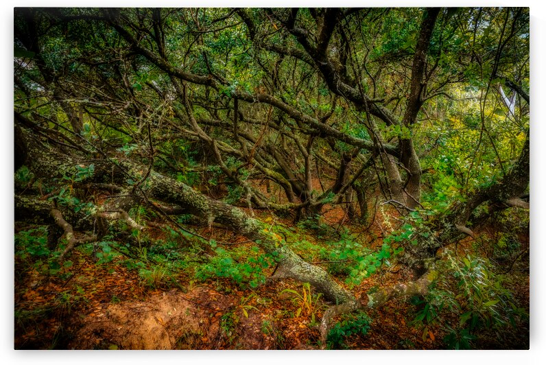 Whispers of a Hidden Forest: Exploring Jockey Ridge State Park by Dream World Images