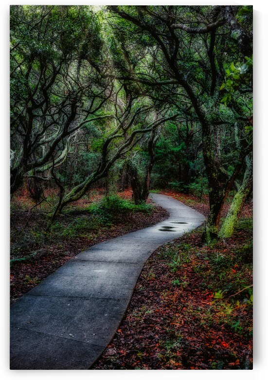 Solitary Trails: Melancholy Path by Dream World Images