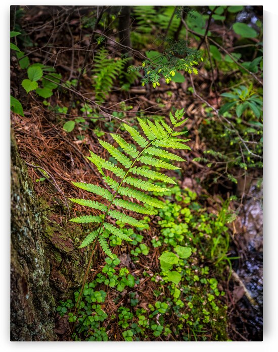 Fern Pattern by Dream World Images