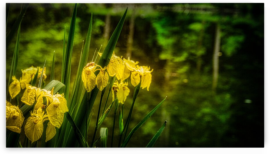 Sun-Kissed Blooms: Michaux Forests Yellow Flowers by Small Pond by Dream World Images