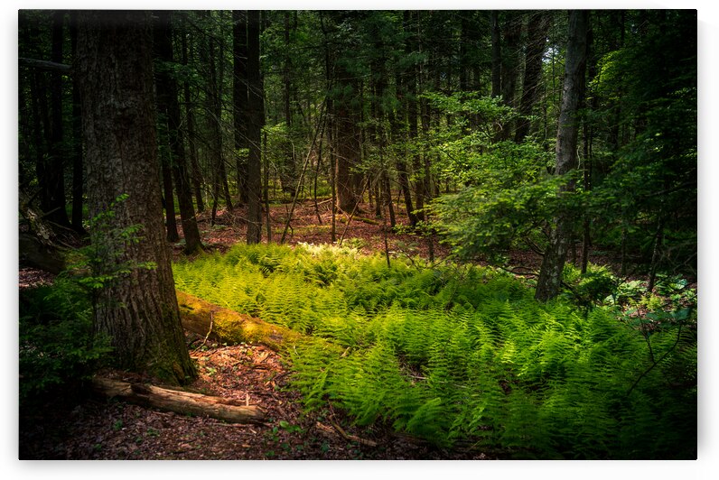 Fern Light by Dream World Images