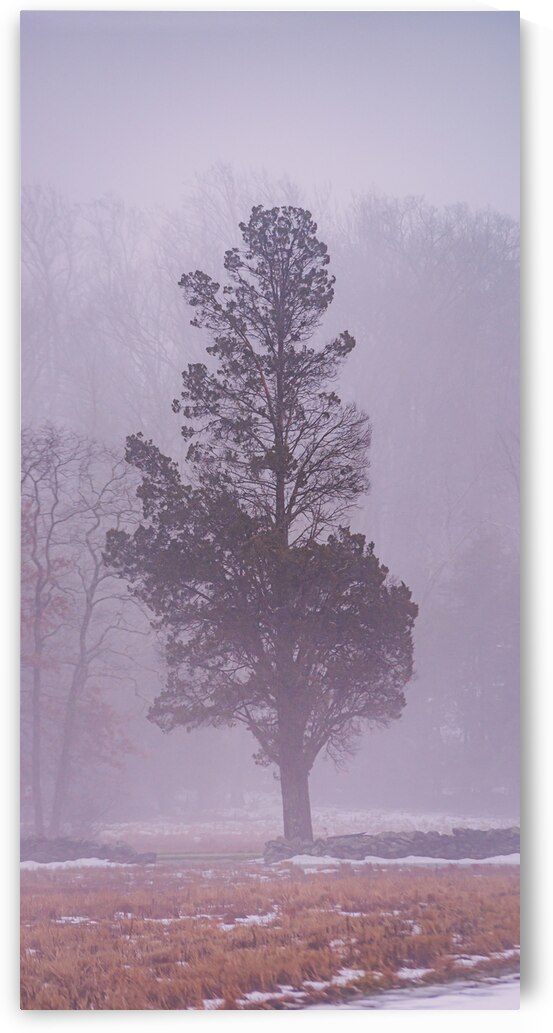 Winter Tranquility: Lone Withdrawn Tree in Gettysburg by Dream World Images