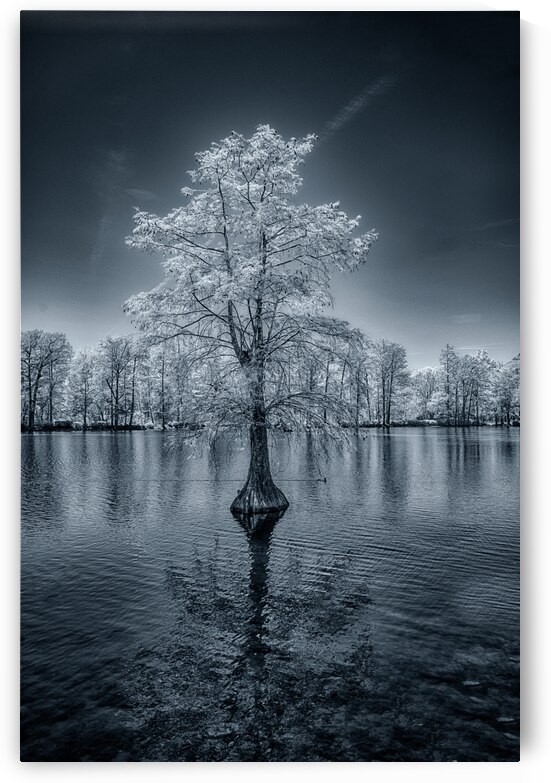 Whispers of Winter in Spring: Lone Sentinel by Dream World Images