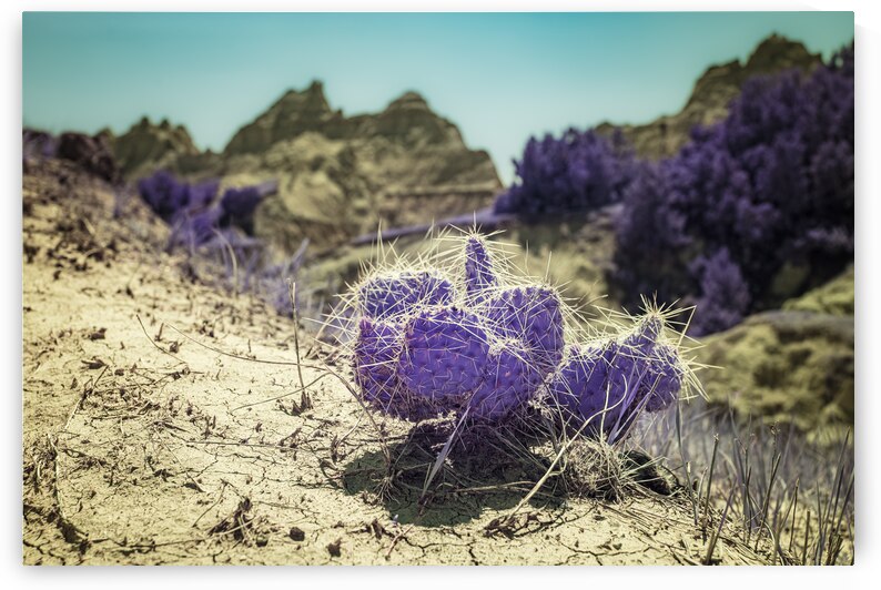 Badlands Purple Cactus by Dream World Images
