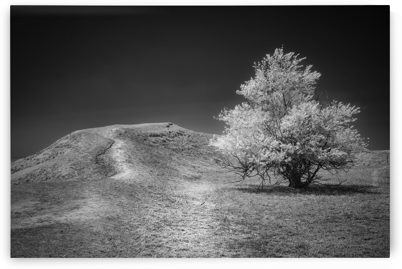 Silent Beauty: Navigating the Badlands with My Companions by Dream World Images