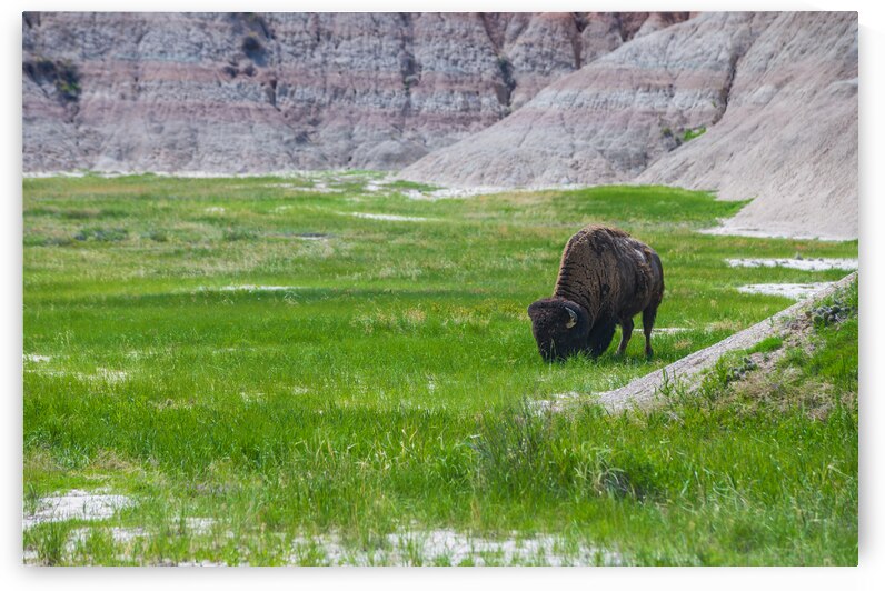 Bison Beauty: Solitary Serenity by Dream World Images