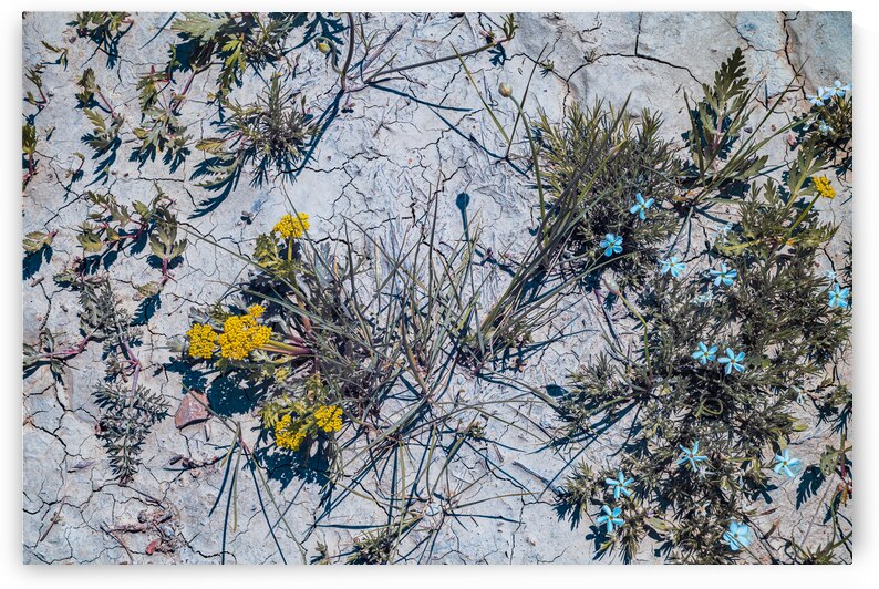 Blooms in the Badlands: A Burst of Color on the Dried Mud Tundra by Dream World Images