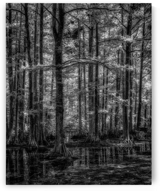 Cypress Swamp by Dream World Images