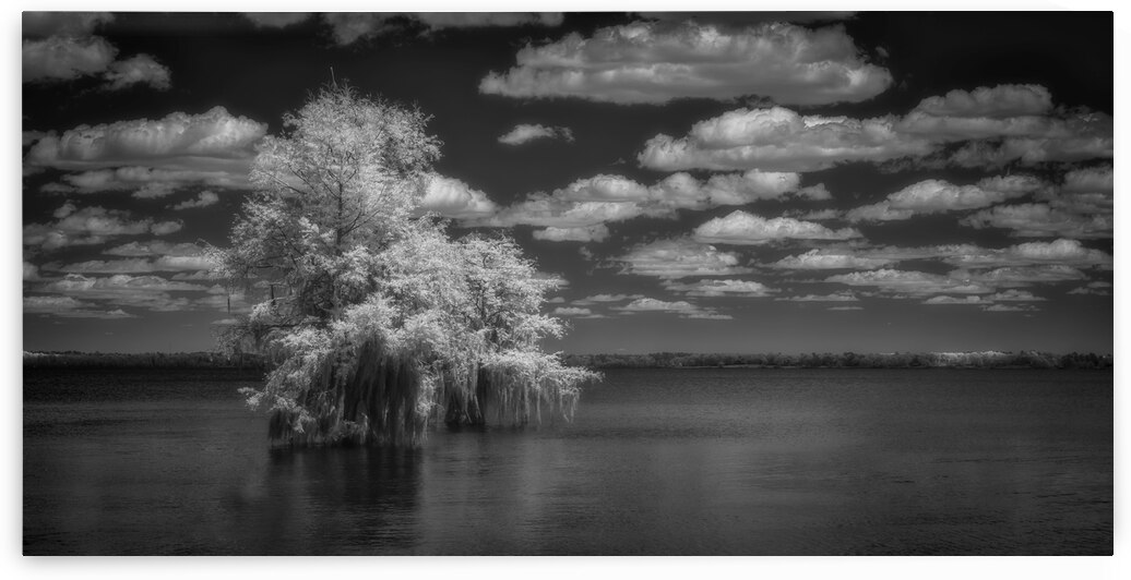 Exploring Serenity: Santee State Parks Cypress Oasis in Stunning Infrared by Dream World Images