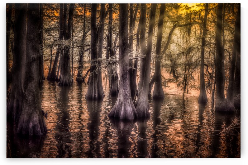 Sun Lighted Cypress -2 by Dream World Images