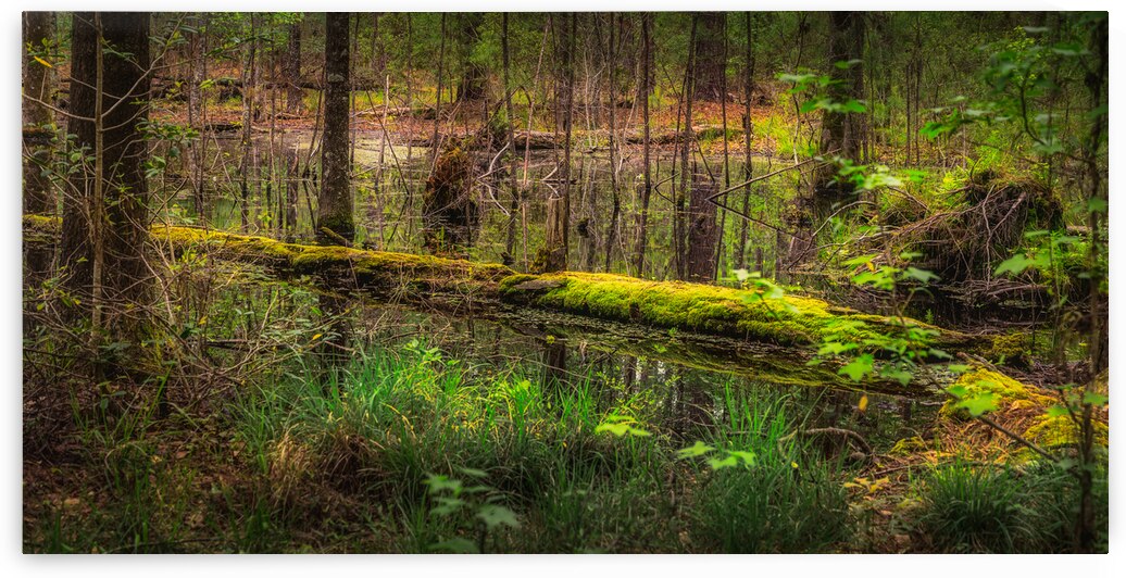 Mossy Log by Dream World Images