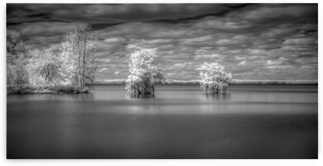 Tranquil Cypress Dreams: Santee State Park by Dream World Images