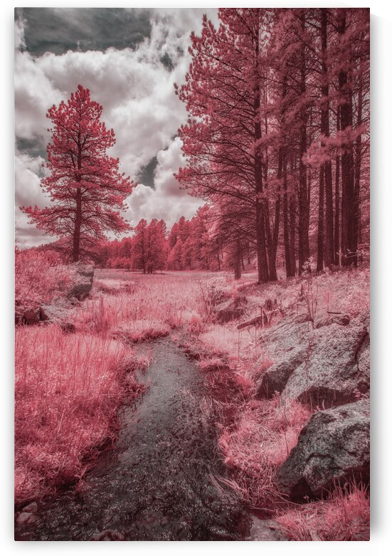 Red Meadow  by Dream World Images