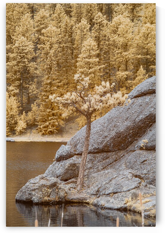  Pine Serenity: An Infrared Glimpse of Sylvan Lakes Tranquil Majesty by Dream World Images