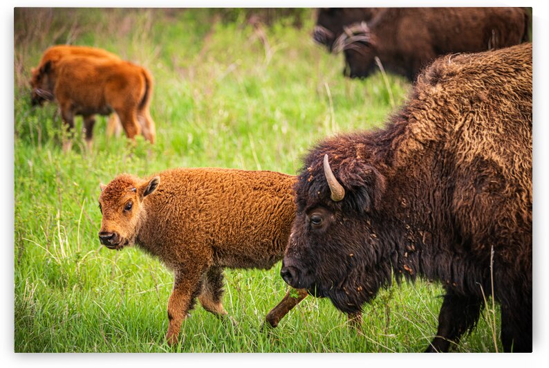 Bison Tales: Generations of the Plains by Dream World Images