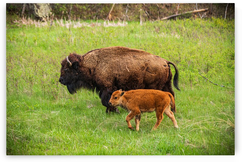 Bison Tales: Spirit of the Bison by Dream World Images