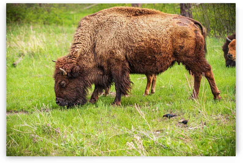 Bison Tales: Prairie Presence by Dream World Images