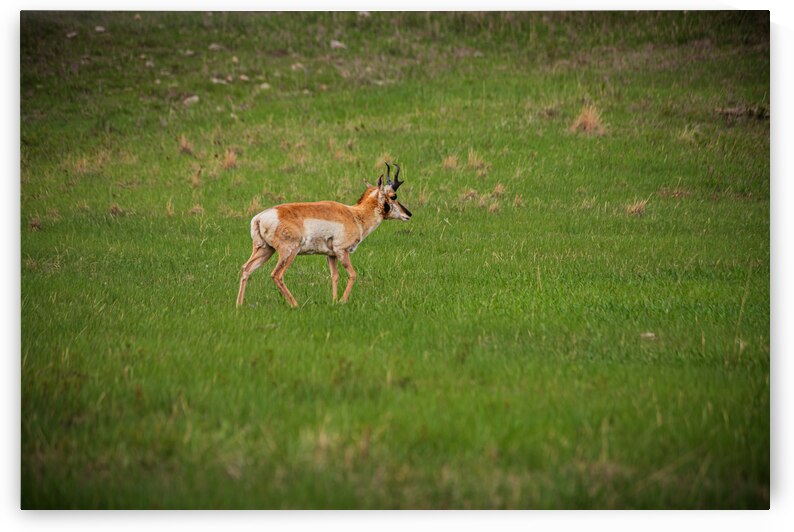 Boundless Horizons: A Pronghorns Journey through Custers Wildlife Loop by Dream World Images