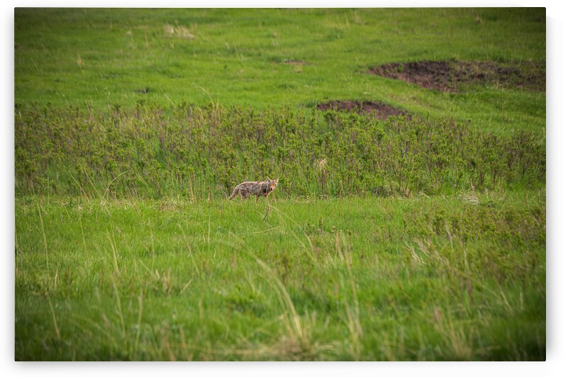 Wild Encounters: In the Presence of the Wild by Dream World Images