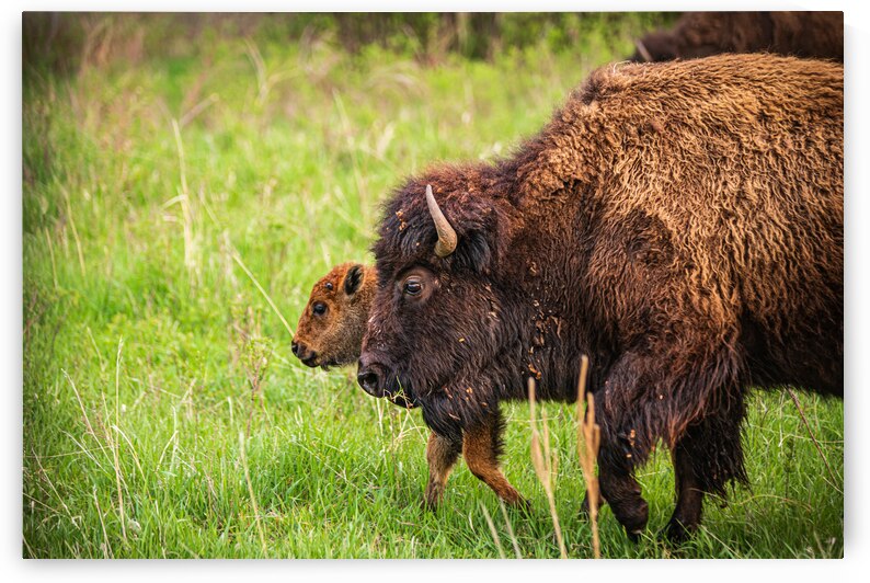 Bison Tales: Guardians of the Grasslands by Dream World Images