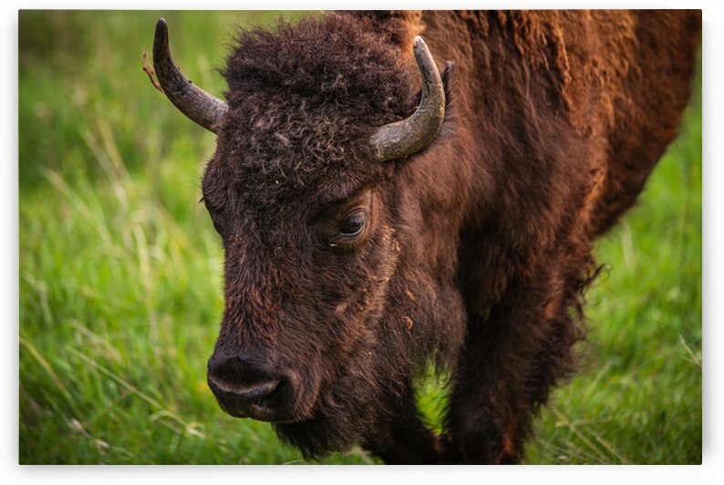 Bison Tales: Wisdom of the Herd by Dream World Images