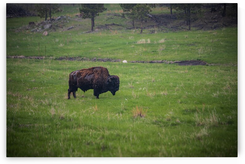 Bison Tales: Roaming the Wild Frontier by Dream World Images