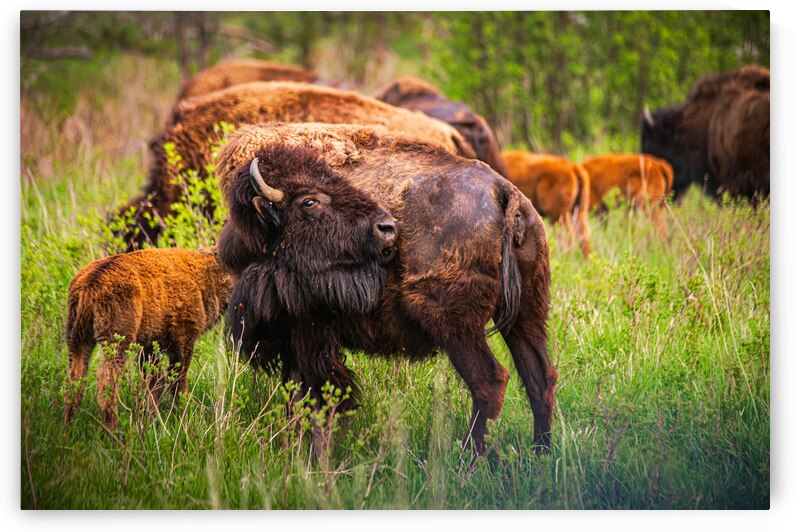 Bison Tales: Got an Itch by Dream World Images