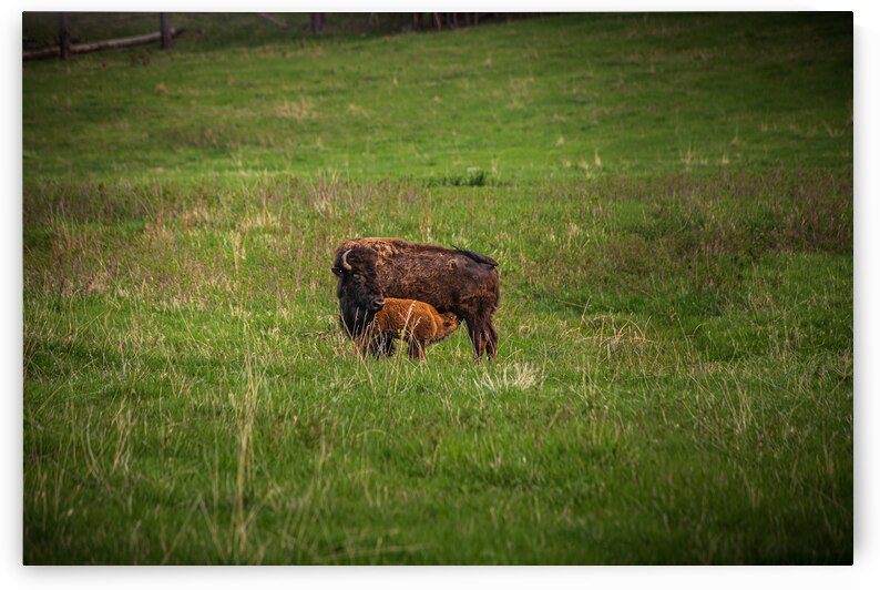 Bison Tales: Herds of the Heartland by Dream World Images