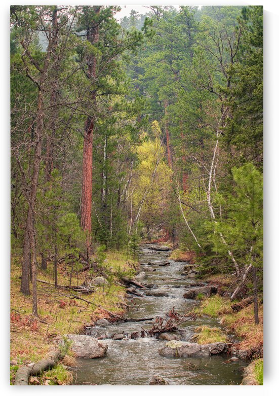 Autumnal Glow: Exploring Grace Coolidge Creeks Vibrant Palette in Custer State Park by Dream World Images