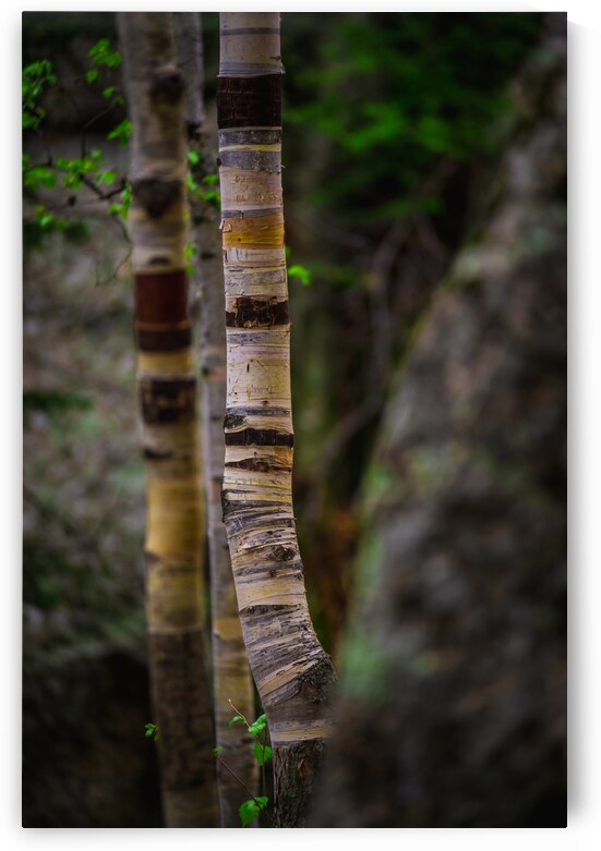 Exploring Sylvan Lake: Capturing the Beauty of Aspen Bark by Dream World Images